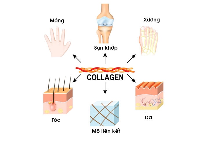 Công dụng của hoạt chất collagen