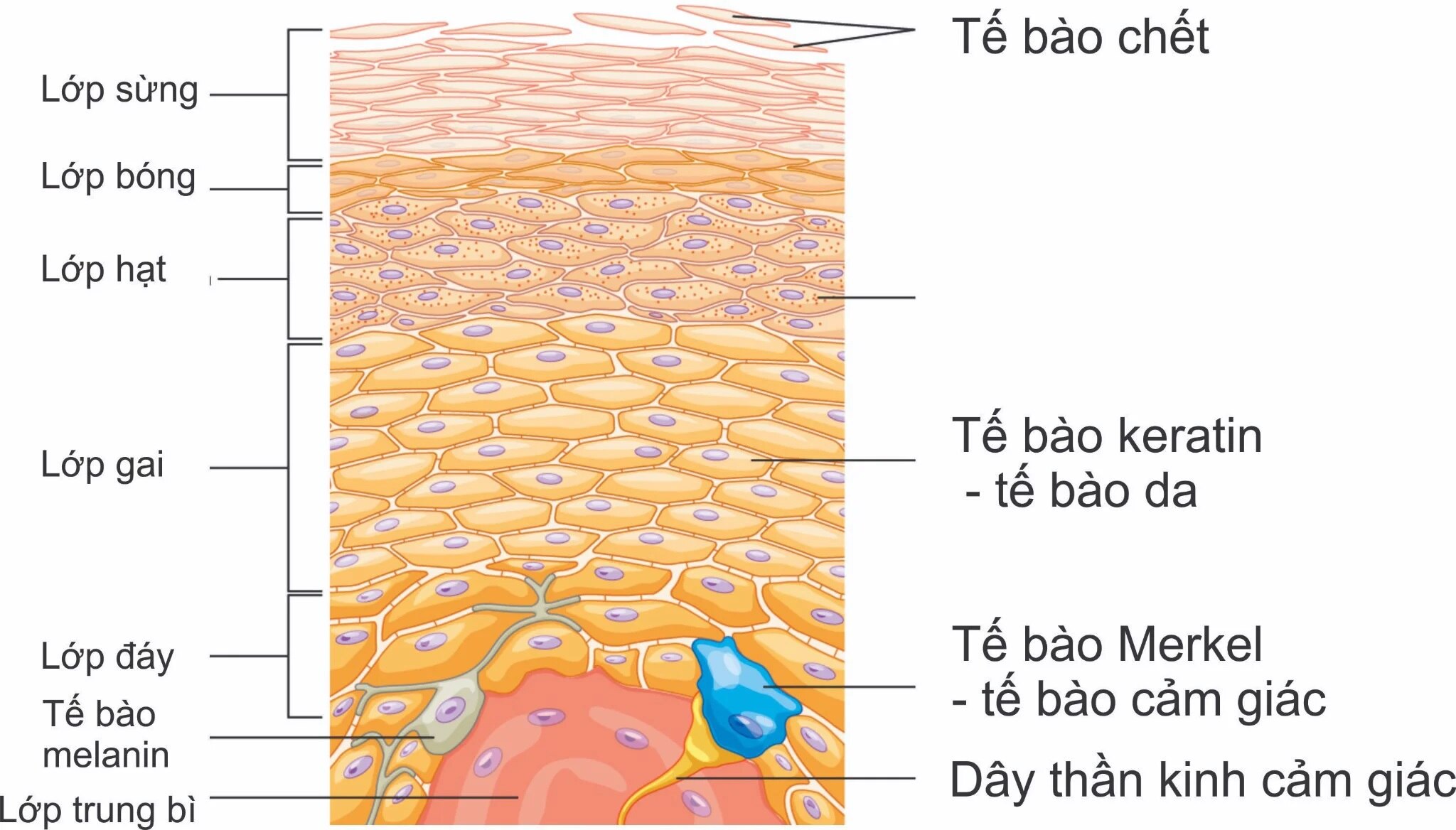 Tại sao cần tẩy tế bào chết?