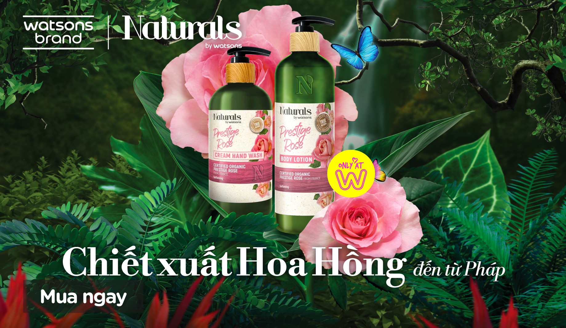 hoa hồng naturals by watsons